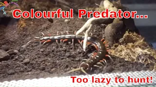 Lazy pet centipede waits rather than hunts.