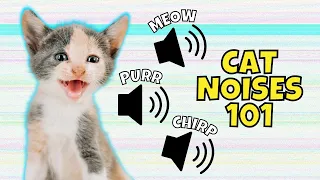8 Common Cat Noises & What They Mean