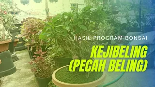 Pesona Tanaman Obat Keji Beling/Pecah Beling || Medicinal Plant Charm Of Keji Beling/Pecah Beling