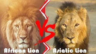 African Lion VS Asiatic Lion Who Would Win - African Lion and Asiatic Lion Differences