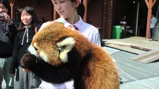 レッサーパンダ @ 白浜　アドベンチャーワールド　Panda minore (Panda rosso) all'Adventure World in Shirahama