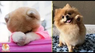 Mini Pomeranian   Funny and Cute Pomeranian Videos #01   Beast Puppy