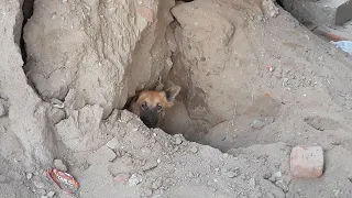 Rescue of suffocating puppies, mother trapped in collapsed sand.