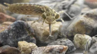 Dragonfly larva eats mosquito larvae