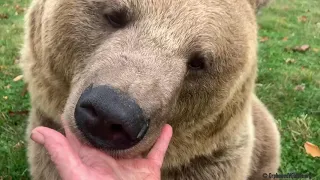 What sounds do bears make?  A bear can purr? (Read description)