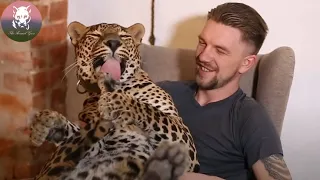 Giant Pet Leopard Sticks to Her Dad Like a Kitten