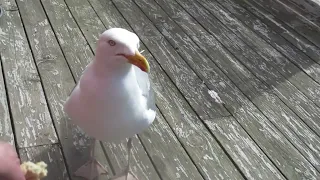 Gus the Seagull - Happily Hand Fed! 😎