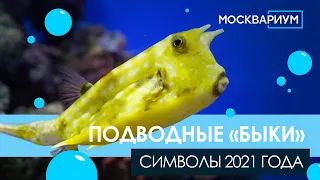 Подводные «быки» Москвариума – символы 2021 года