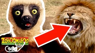 🐒Zoboomafoo Season 1 Episode 11 - Fierce Creatures | HD | Full Episode 🐒