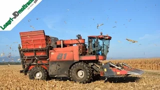 Corn Picker Bourgoin B1 | Récolte de Maïs Grain Epis | Mise en Séchage en Cribs | Alsace [RARE]