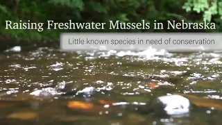 Raising Freshwater Mussels in Nebraska