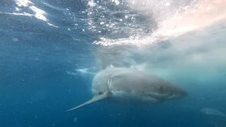 Shark Cage Dive in South Australia