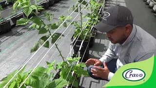Actualización sobre ensayos de variedades de frambuesa Gidding en invernadero retráctil, septiembre
