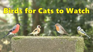 Birds for Cats to Watch ~ Tiny Birds TV for Your Cat