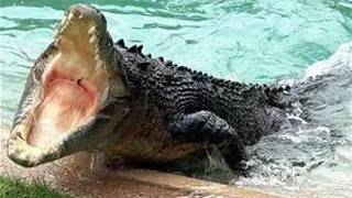 Crocodile bites trainers head during show