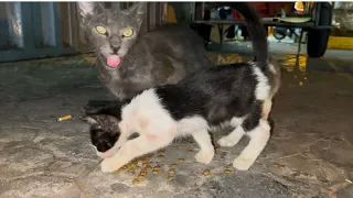 Hungry cat attack little kitten, she don’t want to share food!