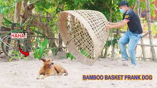 Wow !! Super Funny Bamboo Basket & Ring Prank on Dog  stuck in can't run!