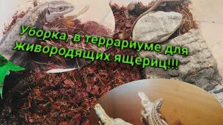 Уборка во временном террариум, для живородящих ящериц!!!