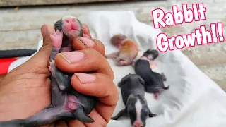 Rabbit Growth - The Cutest Baby Bunny Rabbit growing Up 1 To 18 Days