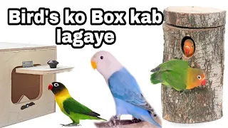 How to start lovebird breeding season | Birds ko Box kab lagaye.