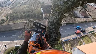 Démontage d'un Cèdre / STIHL MSA 220 - MS 462