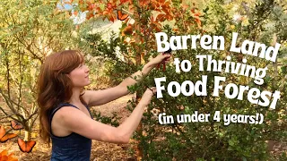 How I created my Permaculture Food Forest