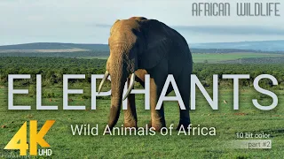 4K African Wildlife: Elephants. Part #2 - Wild Animals Video from Africa - 10 bit color