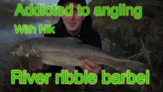 River ribble barbel