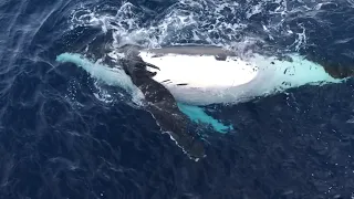 A Whale Near Board