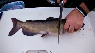 How to Fillet (Clean) a Catfish