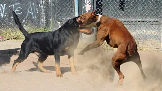 Rottweiler vs Pitbull in a Real Fight - American Pitbull vs Rottweiler Comparison - PITDOG