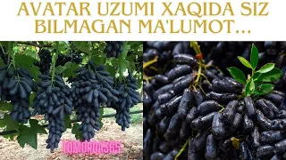 Avatar uzumi xaqida siz bilmagan ma'lumot - Information you did not know about Avatar grapes #avatar