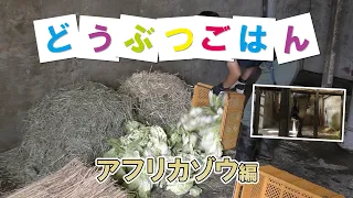 どうぶつごはん【アフリカゾウ編】