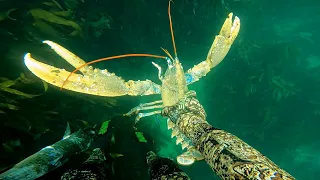 Top 5 LOBSTER CATCHES Caught on Video!!