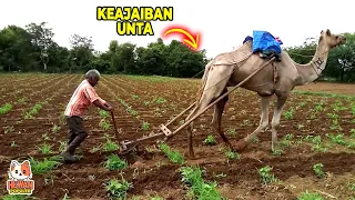 Jarang yang Tahu!! 5 Fakta Menakjubkan Dari Unta Si Hewan Padang Pasir