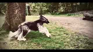 Afghan Hound Charlotte goes bananas!