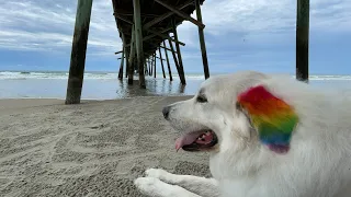 How I bathe my Great Pyrenees