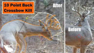 Deer Hunting 10 Point Buck with Crossbow