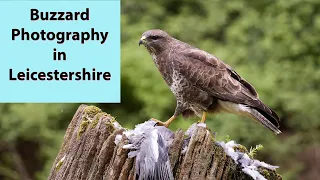 Des Ong's wildlife photography hides in Leicestershire.