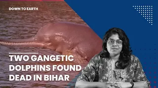Two Gangetic dolphins found dead in Bihar in the last 3 days