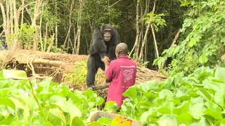 Helping Ponso, sole survivor of I. Coast's 'Chimpanzee Island'