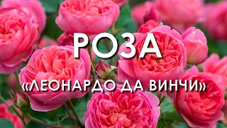 Обзор сорта розы "Леонардо да Винчи" (характеристики, свойства, фото)