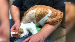 Cat shot with an arrow making a remarkable recovery