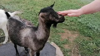 Ласковые козы🐐🐐🐐