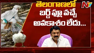 Bird Flu Infection will not enter Telangana State Says Minister Talasani | Ntv