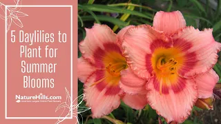 5 Best Daylilies for Summer Blooms | NatureHills.com