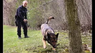 Watch how cadaver dogs find human remains for police
