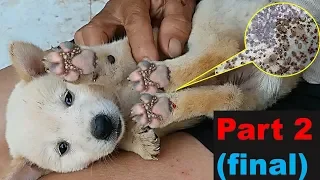 Rescue Poor Puppy,Remove Hundred Ticks From Puppy | Part 2- No2