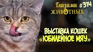 Глазами животных #314. Выставка кошек «Юбилейное мяу»