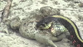 Snake vs Toad